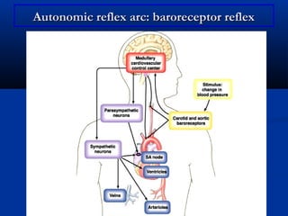 Autonomic reflex arc: baroreceptor reflex

 