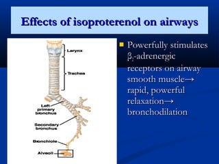 Effects of isoproterenol on airways


Powerfully stimulates
β2-adrenergic
receptors on airway
smooth muscle→
rapid, powerful
relaxation→
bronchodilation

 