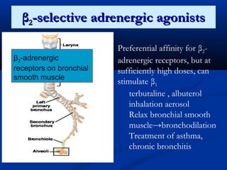 β2-selective adrenergic agonists
β2-adrenergic
receptors on bronchial
smooth muscle

Preferential affinity for β2adrenergic receptors, but at
sufficiently high doses, can
stimulate β1
terbutaline , albuterol
inhalation aerosol
Relax bronchial smooth
muscle→bronchodilation
Treatment of asthma,
chronic bronchitis

 