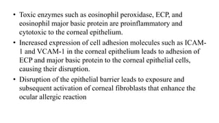• Toxic enzymes such as eosinophil peroxidase, ECP, and
eosinophil major basic protein are proinflammatory and
cytotoxic to the corneal epithelium.
• Increased expression of cell adhesion molecules such as ICAM-
1 and VCAM-1 in the corneal epithelium leads to adhesion of
ECP and major basic protein to the corneal epithelial cells,
causing their disruption.
• Disruption of the epithelial barrier leads to exposure and
subsequent activation of corneal fibroblasts that enhance the
ocular allergic reaction
 
