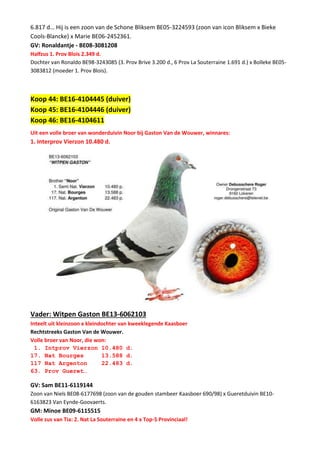 6.817 d… Hij is een zoon van de Schone Bliksem BE05-3224593 (zoon van icon Bliksem x Bieke
Cools-Blancke) x Marie BE06-2452361.
GV: Ronaldantje - BE08-3081208
Halfzus 1. Prov Blois 2.349 d.
Dochter van Ronaldo BE98-3243085 (3. Prov Brive 3.200 d., 6 Prov La Souterraine 1.691 d.) x Bolleke BE05-
3083812 (moeder 1. Prov Blois).
Koop 44: BE16-4104445 (duiver)
Koop 45: BE16-4104446 (duiver)
Koop 46: BE16-4104611
Uit een volle broer van wonderduivin Noor bij Gaston Van de Wouwer, winnares:
1. Interprov Vierzon 10.480 d.
Vader: Witpen Gaston BE13-6062103
Inteelt uit kleinzoon x kleindochter van kweeklegende Kaasboer
Rechtstreeks Gaston Van de Wouwer.
Volle broer van Noor, die won:
1. Intprov Vierzon 10.480 d.
17. Nat Bourges 13.588 d.
117 Nat Argenton 22.483 d.
63. Prov Gueret…
GV: Sam BE11-6119144
Zoon van Niels BE08-6177698 (zoon van de gouden stambeer Kaasboer 690/98) x Gueretduivin BE10-
6163823 Van Eynde-Goovaerts.
GM: Minoe BE09-6115515
Volle zus van Tia: 2. Nat La Souterraine en 4 x Top-5 Provinciaal!
 