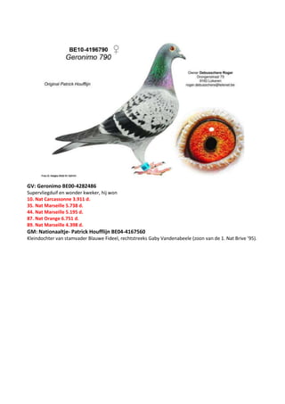 GV: Geronimo BE00-4282486
Supervliegduif en wonder kweker, hij won
10. Nat Carcassonne 3.911 d.
35. Nat Marseille 5.738 d.
44. Nat Marseille 5.195 d.
87. Nat Orange 6.751 d.
89. Nat Marseille 4.398 d.
GM: Nationaaltje- Patrick Houfflijn BE04-4167560
Kleindochter van stamvader Blauwe Fideel, rechtstreeks Gaby Vandenabeele (zoon van de 1. Nat Brive ’95).
 