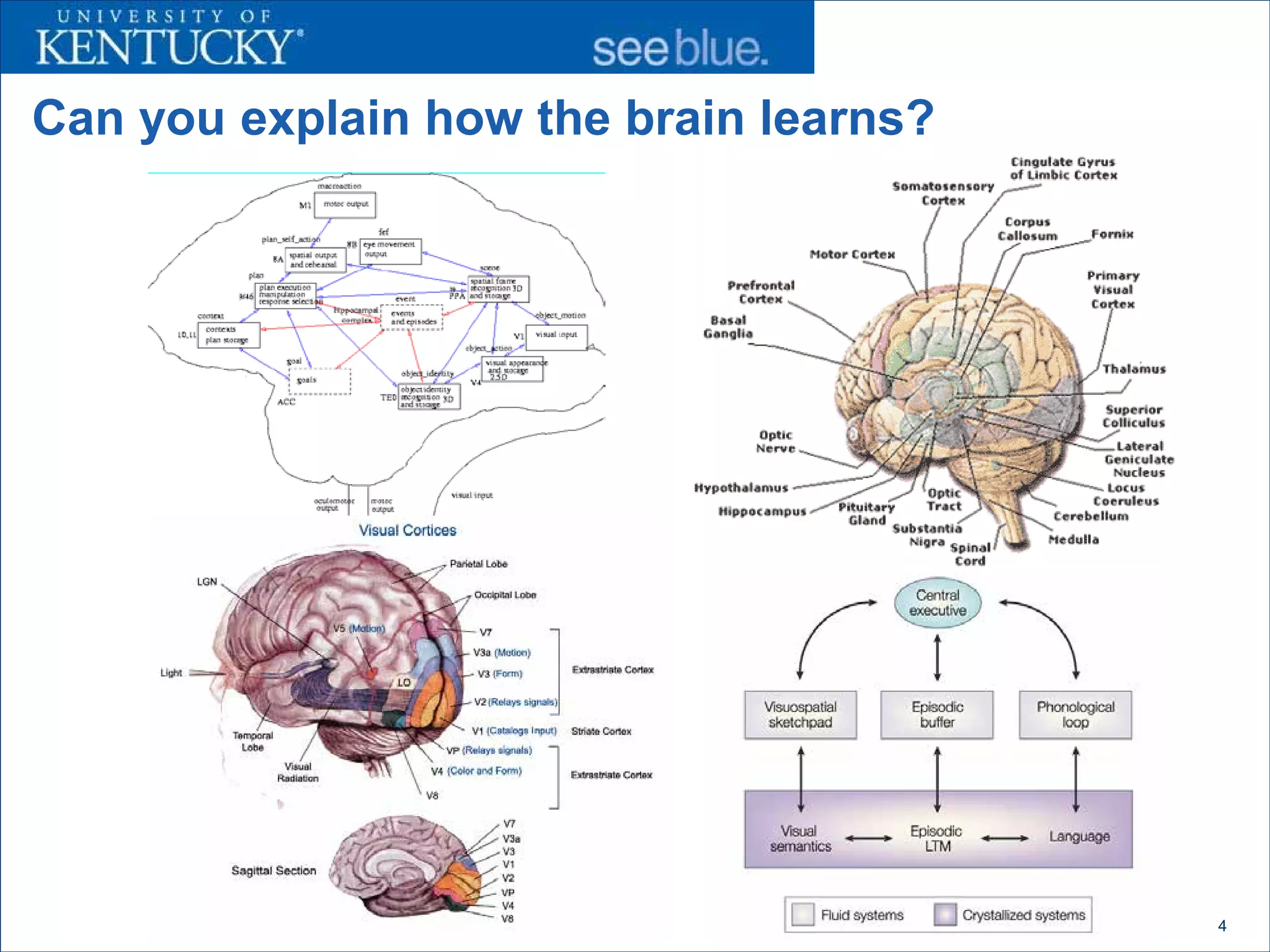 Can you explain how the brain learns?




                                        4
 