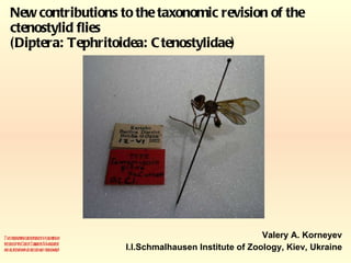 New contributions to the taxonomic revision of the ctenostylid flies (Diptera: Tephritoidea: Ctenostylidae) Valery A. Korneyev I.I.Schmalhausen Institute of Zoology, Kiev, Ukraine This presentation does not consist a publication in the sense of the Code of Zoological Nomenclature and all the new names are used only provisionally ! 