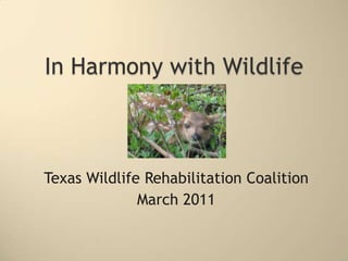 In Harmony with Wildlife Texas Wildlife Rehabilitation Coalition March 2011 