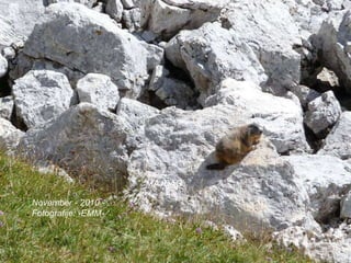 November - 2010 - Fotografije: -EMM- MAJDAG 
