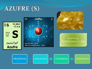 RADICAL
SULFHIDRILO (-SH)
PROTEINAS AMINOÁCIDOS VITAMINAS HORMONAS
 
