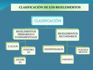 BIOELEMENTOS
PRIMARIOS O
FUNDAMENTALES
C.H.O.N
FÓSFORO
(P)
AZUFRE
(S)
BIOELEMENTOS
SECUNDARIOS
INDISPENSABLES
VARIABLES
OLIGOELE
MENTOS
CLASIFICACIÓN DE LOS BIOELEMEMTOS
 