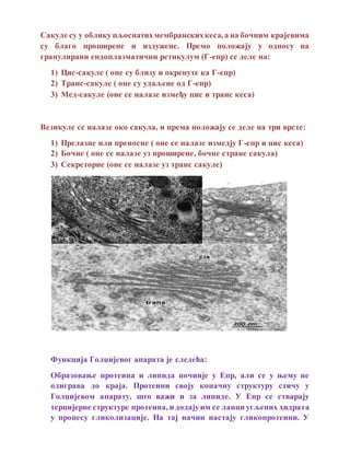 Сакуле су у облику пљоснатихмембранскихкеса, а на бочним крајевима
су благо проширене и издужене. Премо положају у односу на
гранулирани ендоплазматични ретикулум (Г-епр) се деле на:
1) Цис-сакуле ( оне су близу и окренуте ка Г-епр)
2) Транс-сакуле ( оне су удаљене од Г-епр)
3) Мед-сакуле (оне се налазе између цис и транс кеса)
Везикуле се налазе око сакула, и према положају се деле на три врсте:
1) Прелазне или преносне ( оне се налазе измедју Г-епр и цис кеса)
2) Бочне ( оне се налазе уз проширене, бочне стране сакула)
3) Секреторне (оне се налазе уз транс сакуле)
Функција Голџијевог апарата је следећа:
Образовање протеина и липида починје у Епр, али се у њему не
одиграва до краја. Протеини своју коначну структуру стичу у
Голџијевом апарату, што важи и за липиде. У Епр се стварају
терцијерне структуре протеина, и додајуим се ланци угљених хидрата
у процесу гликолизације. На тај начин настају гликопротеини. У
 