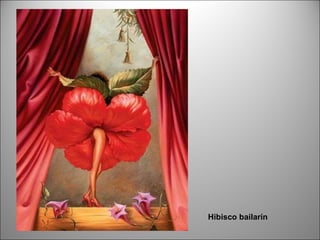 Hibisco bailarín 