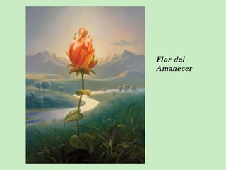 Flor del
Amanecer
 
