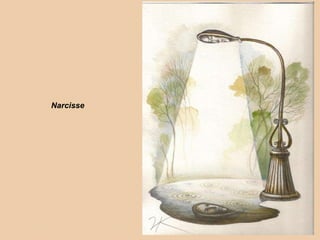 Narcisse 