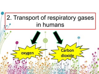 2. Transport of respiratory gases
in humans
 