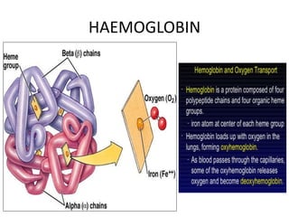 HAEMOGLOBIN
 