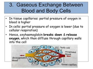 3. Gaseous Exchange Between
Blood and Body Cells
• In tissue capillaries: partial pressure of oxygen in
blood is higher
• In cells: partial pressure of oxygen is lower (due to
cellular respiration)
• Hence, oxyhaemoglobin breaks down & release
oxygen, which then diffuse through capillary walls
into the cell
 