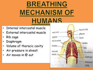 • Internal intercostal muscle
• External intercostal muscle
• Rib cage
• Diaphragm
• Volume of thoracic cavity
• Air pressure in alveoli
• Air moves in @ out
 
