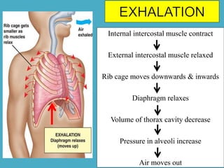 Internal intercostal muscle contract
External intercostal muscle relaxed
Rib cage moves downwards & inwards
Diaphragm relaxes
Volume of thorax cavity decrease
Pressure in alveoli increase
Air moves out
 