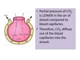 • Partial pressure of 𝐶𝑂2
is LOWER in the air of
alveoli compared to
blood capillaries
• Therefore, 𝐶𝑂2 diffuse
out of the blood
capillaries into the
alveoli.
 