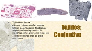 Tejidos:
Conjuntivo
 Tejido conectivo laxo
 Adiposo, reticular, areolar, mucoso
 Células mesenquimales, fibroblastos,
adipocito unilocular y multilocular,
macrófago, célula plasmática, mastocito
 Tejidos conectivos laxos de grasa
subcutánea
 