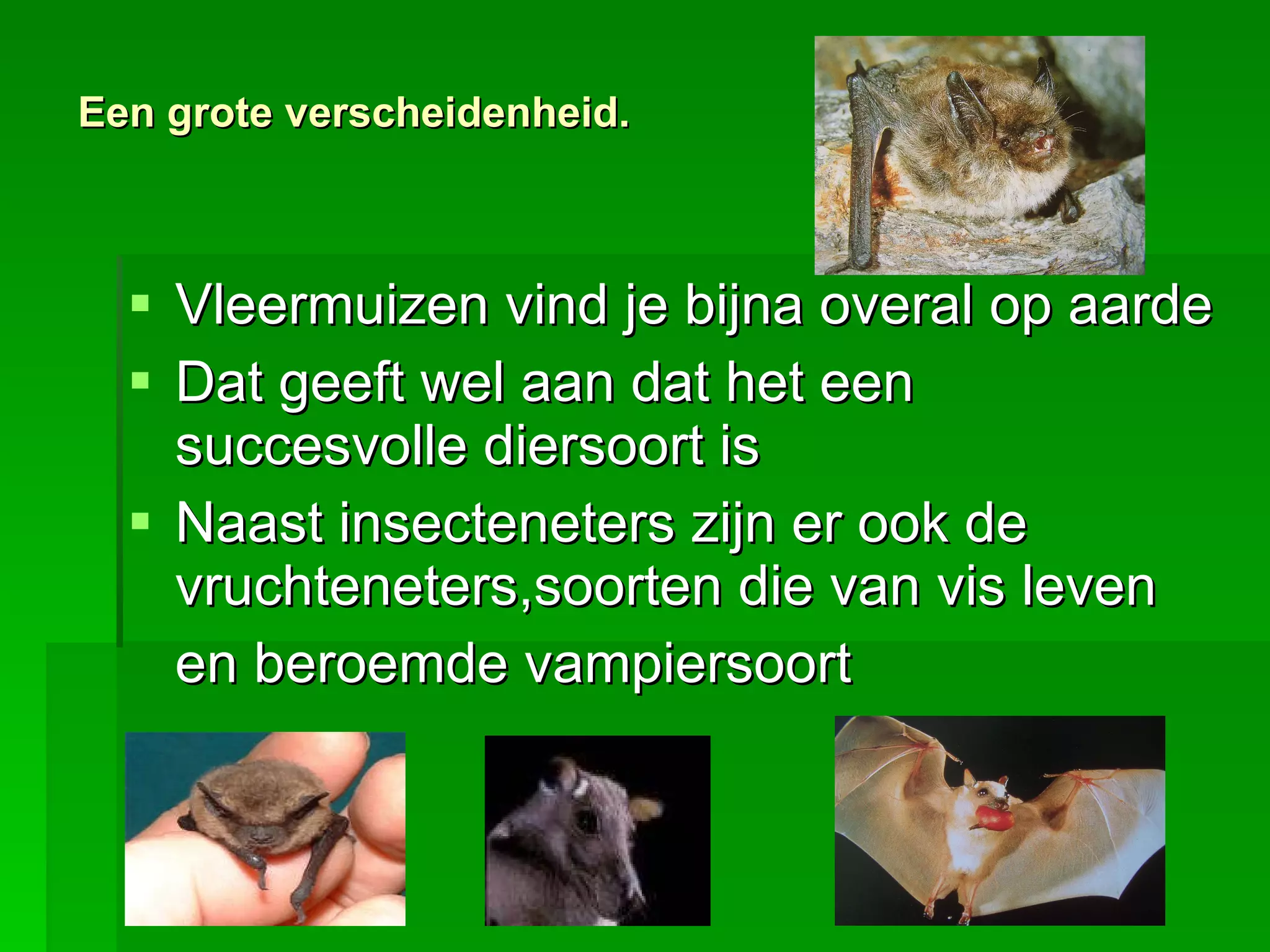 vleermuizen-ppt