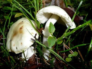 V lese 1 - srpen 2010 (in the forest)