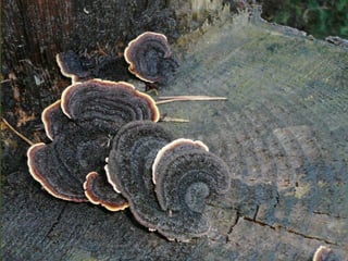 V lese 1 - srpen 2010 (in the forest)