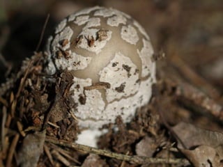 V lese 1 - srpen 2010 (in the forest)