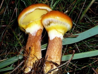 V lese 1 - srpen 2010 (in the forest)
