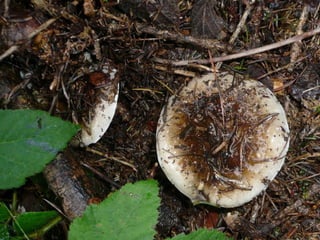 V lese 1 - srpen 2010 (in the forest)