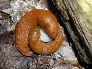 V lese 1 - srpen 2010 (in the forest)