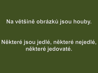 V lese 1 - srpen 2010 (in the forest)
