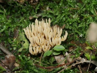 V lese 1 - srpen 2010 (in the forest)