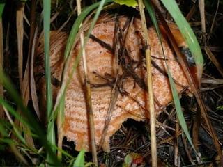 V lese 1 - srpen 2010 (in the forest)