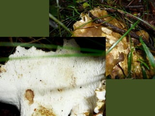 V lese 1 - srpen 2010 (in the forest)