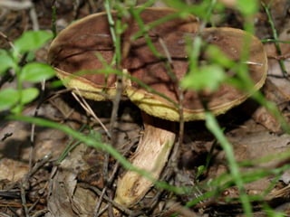V lese 1 - srpen 2010 (in the forest)