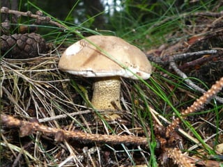 V lese 1 - srpen 2010 (in the forest)