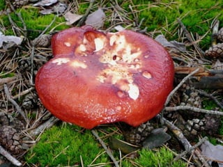 V lese 1 - srpen 2010 (in the forest)