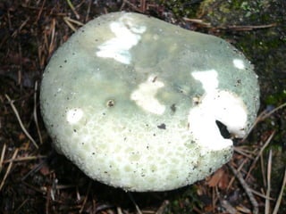 V lese 1 - srpen 2010 (in the forest)