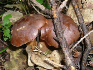V lese 1 - srpen 2010 (in the forest)