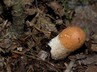 V lese 1 - srpen 2010 (in the forest)