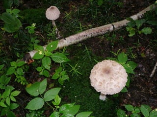 V lese 1 - srpen 2010 (in the forest)