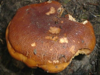 V lese 1 - srpen 2010 (in the forest)