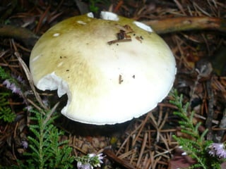 V lese 1 - srpen 2010 (in the forest)