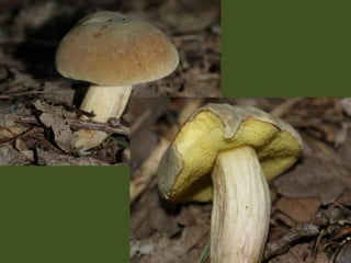 V lese 1 - srpen 2010 (in the forest)