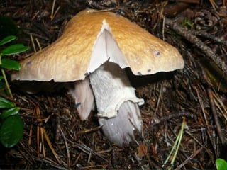 V lese 1 - srpen 2010 (in the forest)