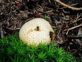V lese 1 - srpen 2010 (in the forest)
