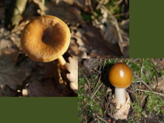 V lese 1 - srpen 2010 (in the forest)