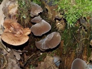 V lese 1 - srpen 2010 (in the forest)