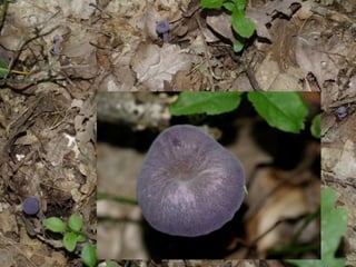 V lese 1 - srpen 2010 (in the forest)