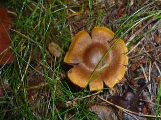 V lese 1 - srpen 2010 (in the forest)